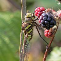 Common Hawker 1 